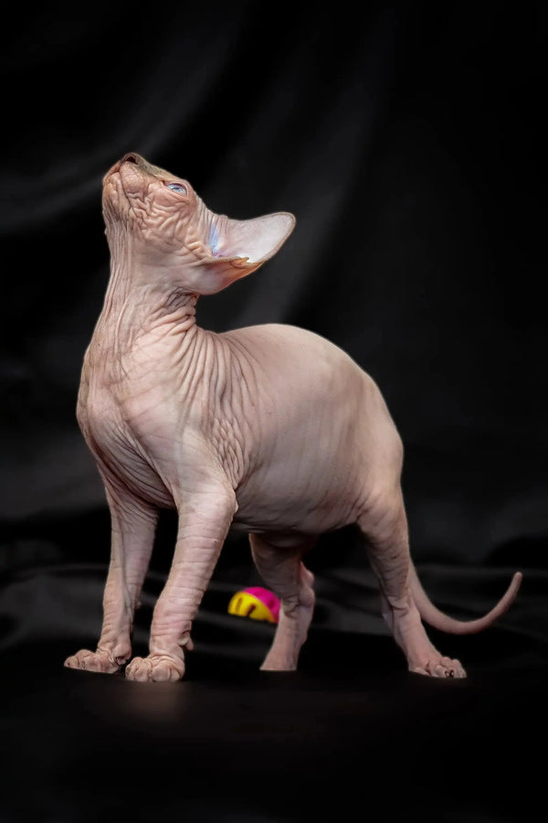 Hairless Sphynx cat with bright blue eyes, open mouth, from Ralph| Sphynx Kitten