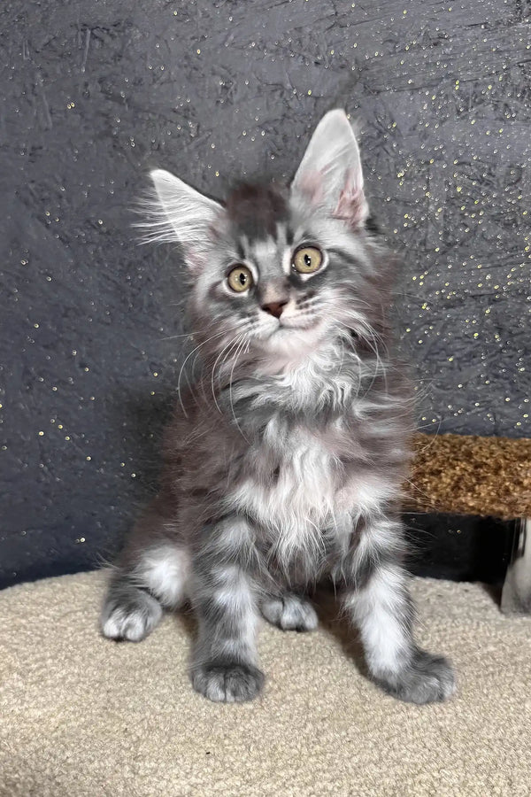 Ramen | maine coon kitten