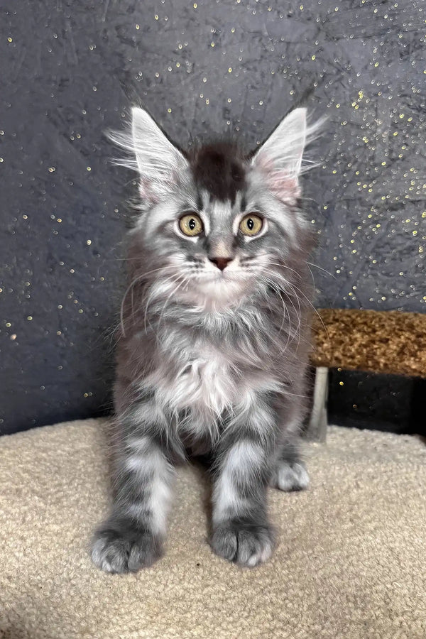 Ramen | maine coon kitten