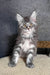 Ramen | maine coon kitten