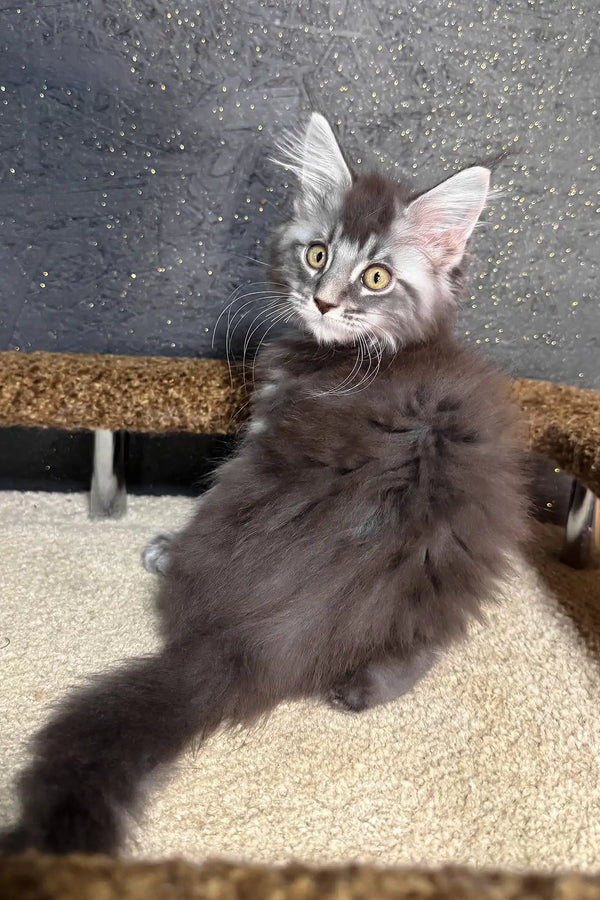 Ramen | maine coon kitten