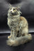 Long-haired Maine Coon kitten with striking green eyes and tufted ears sitting up