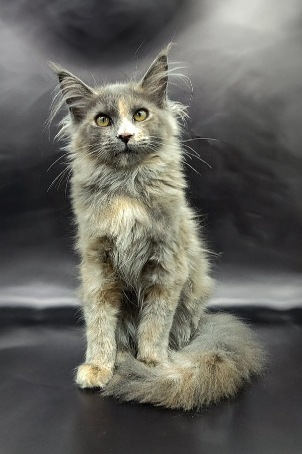 Long-haired gray Maine Coon kitten with striking green eyes sitting upright