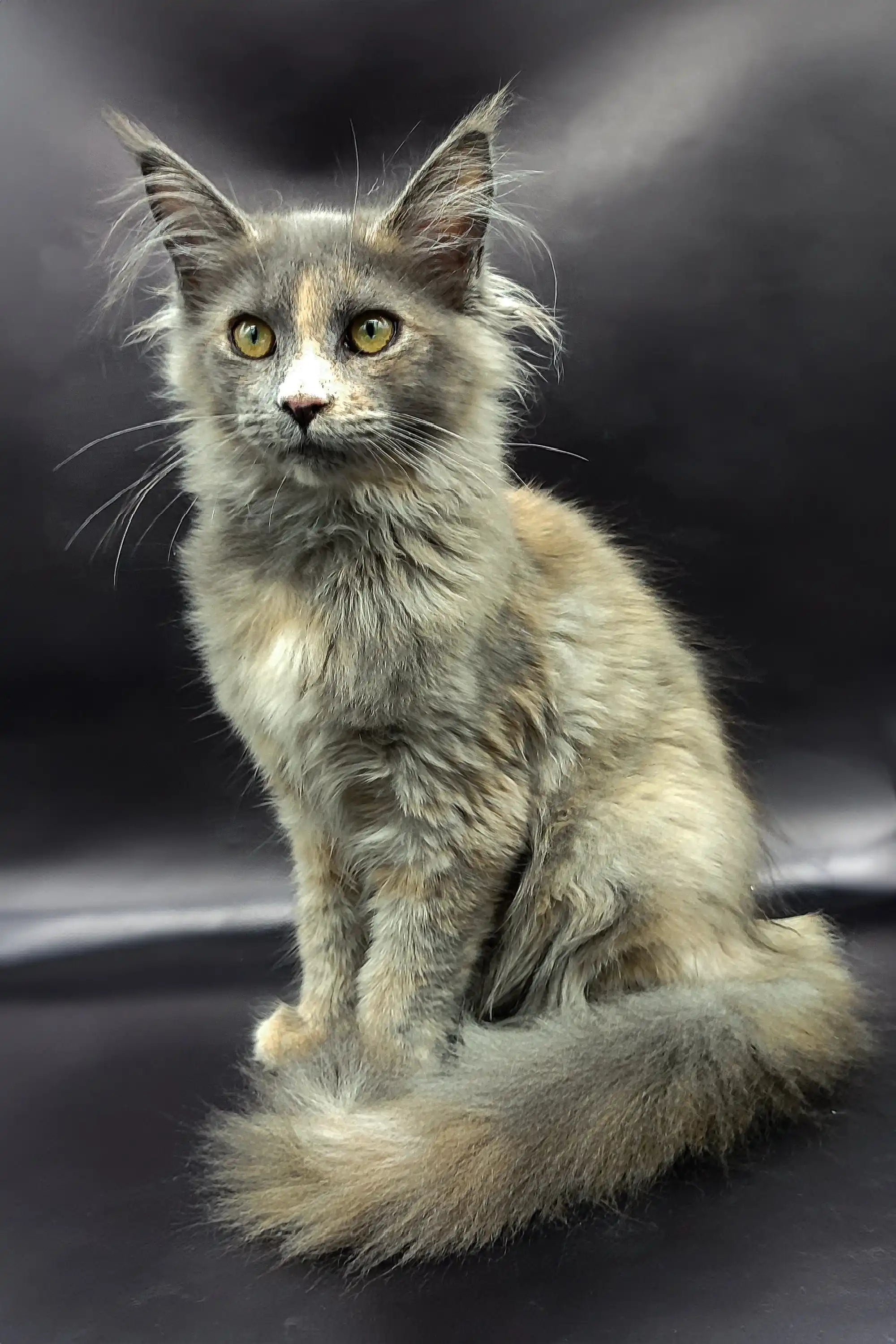 Maine Coon Kittens for Sale Ramilya | Kitten