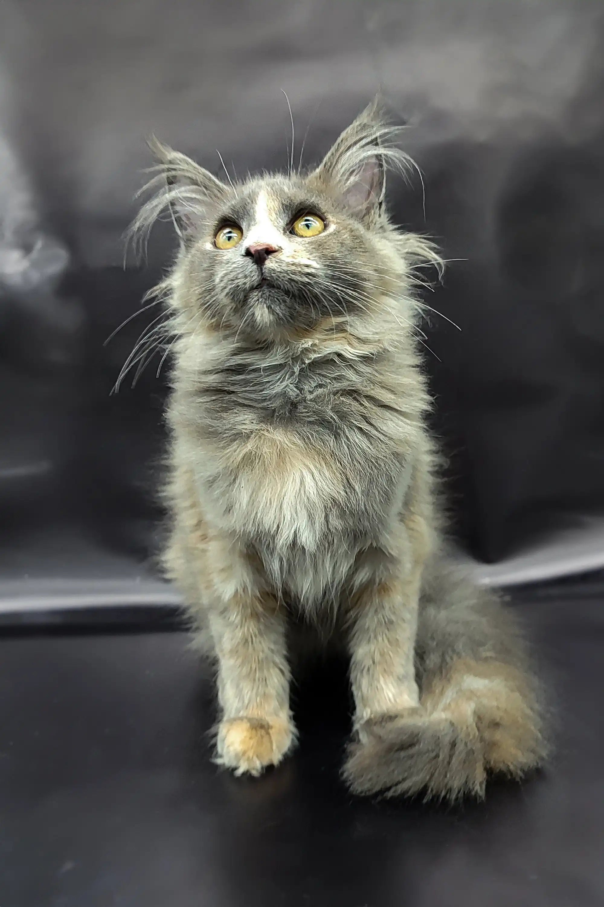 Maine Coon Kittens for Sale Ramilya | Kitten