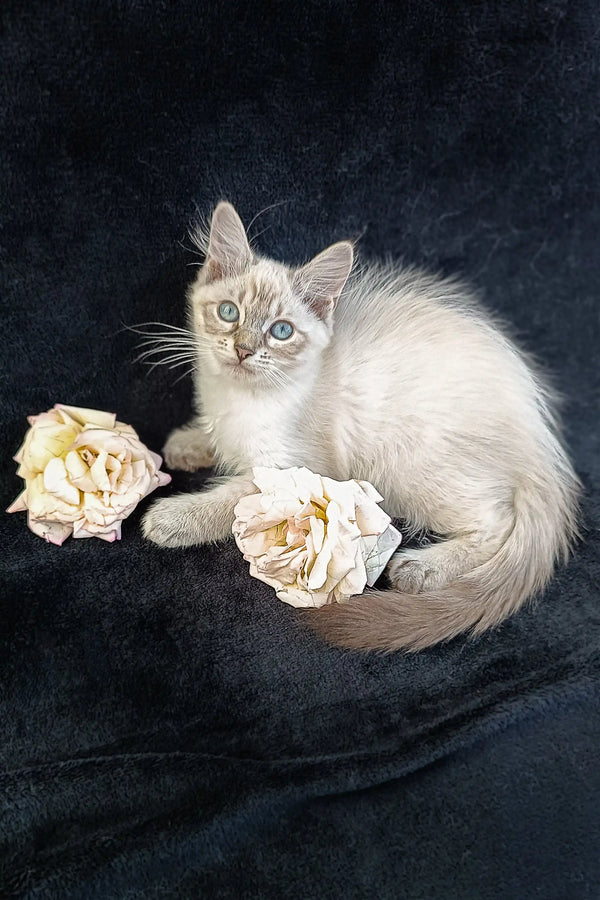 Cream-colored Siberian kitten with blue eyes lounging beside pale roses