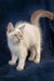 Cream-colored fluffy Siberian kitten Ramina with blue eyes and a plumed tail