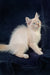 Cream-colored Ragdoll kitten with blue eyes and fluffy fur from Ramina Siberian Kitten