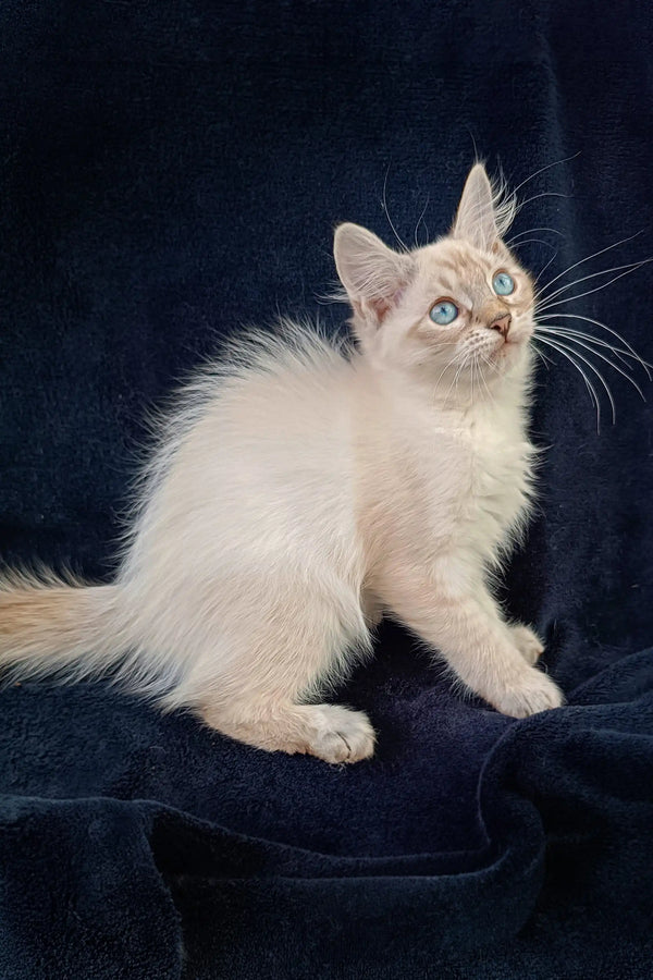 Cream-colored Ragdoll kitten with blue eyes and fluffy fur from Ramina Siberian Kitten