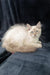 Cream-colored Ragdoll cat with blue eyes lounging in the Ramina Siberian Kitten set