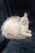 Cream-colored Ragdoll cat with blue eyes lounging next to Siberian kitten Ramina