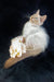 Cream-colored Ragdoll cat with blue eyes beside a pale flower, perfect for Ramina