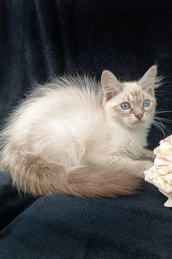 Fluffy cream-colored Siberian Kitten named Ramina with blue eyes chilling on soft fabric