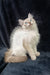 Fluffy white Siberian kitten Ramina with stunning blue eyes sitting elegantly