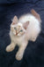 White and cream Birman cat with bright blue eyes featured in Ramina Siberian Kitten