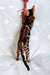 Bengal kitten playing happily with toys in the Ramos Bengal Kitten product image