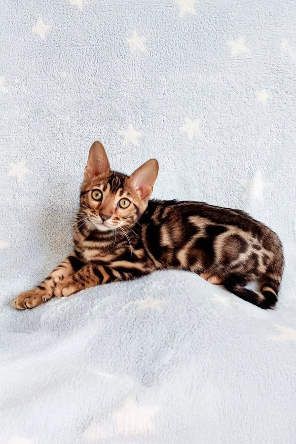 Adorable Bengal cat with rosette markings featured in Ramos Bengal Kitten product