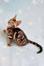 Adorable Spotted Bengal kitten named Ramos ready to steal your heart