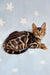 Spotted Bengal cat Ramos, an adorable and playful Bengal Kitten ready for a loving home