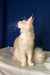 Cream-colored Maine Coon cat Ramses looking adorable in Maine Coon Kitten product