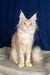 Cream-colored Maine Coon kitten Ramses with stunning heterochromia eyes