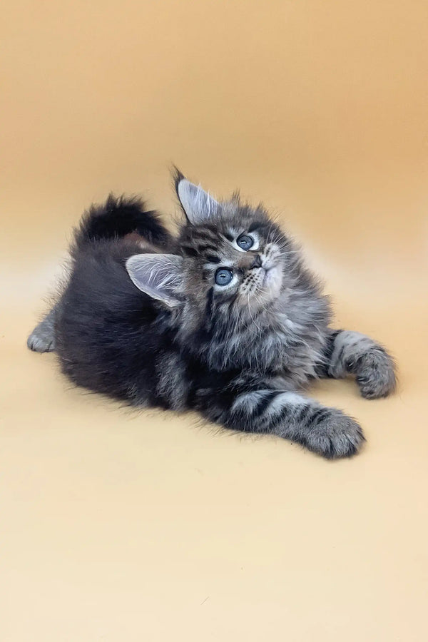 Fluffy gray tabby kitten named Ramses, the adorable Maine Coon companion