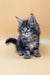 Adorable fluffy gray tabby kitten named Ramses from Maine Coon breed collection