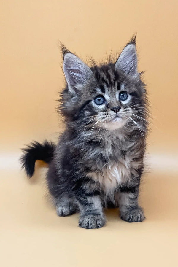 Fluffy tabby Maine Coon kitten Ramses with striking blue eyes ready for snuggles