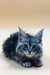 Fluffy gray tabby Maine Coon kitten with big eyes and pointed ears, Ramses