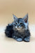 Long-haired gray Maine Coon kitten with blue eyes, perfect for cat lovers