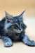 Long-haired gray tabby Maine Coon kitten with alert eyes and tufted ears