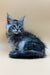 Fluffy gray Maine Coon kitten Ramses with stunning blue eyes