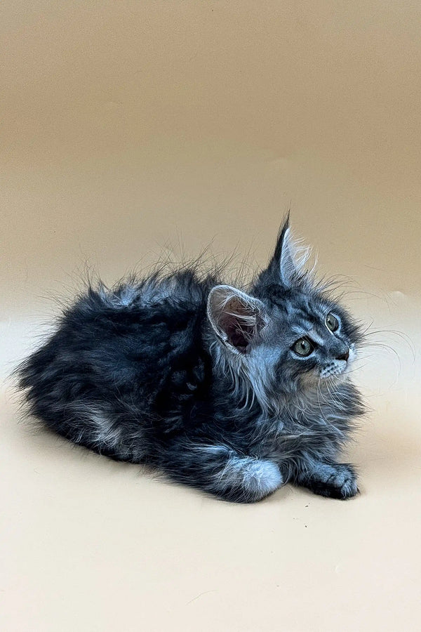Fluffy gray Maine Coon kitten with bright blue eyes lounging cutely