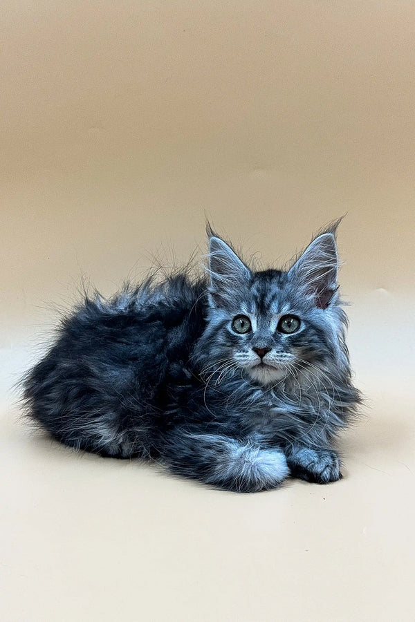 Fluffy gray Maine Coon kitten Ramses with striking blue eyes, perfect for any cat lover