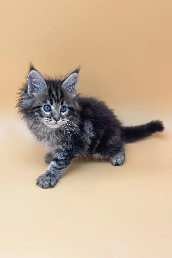 Cute Gray Tabby Kitten named Ramses from the Maine Coon breed