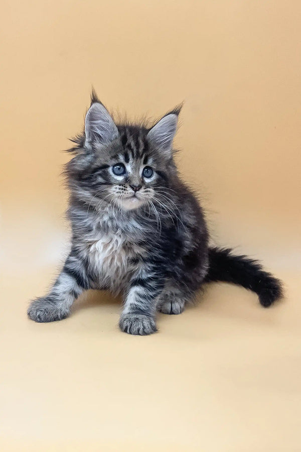 Cute gray tabby kitten Ramses from the Maine Coon breed ready to steal your heart!