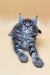 Gray tabby Maine Coon kitten named Ramses looking adorable and playful