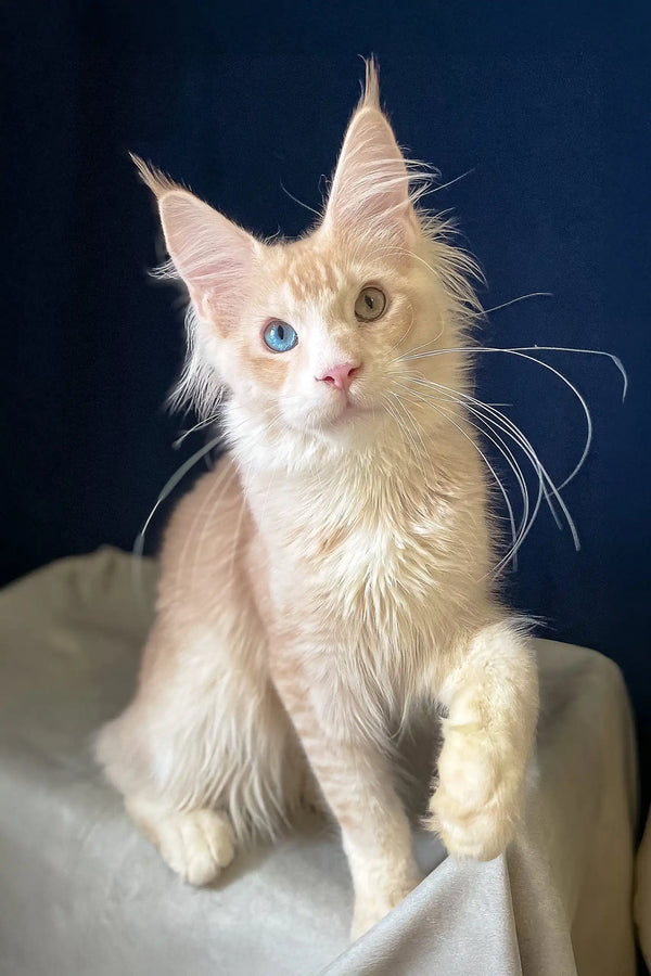 Heterochromatic Maine Coon kitten Ramses showing off those stunning eyes