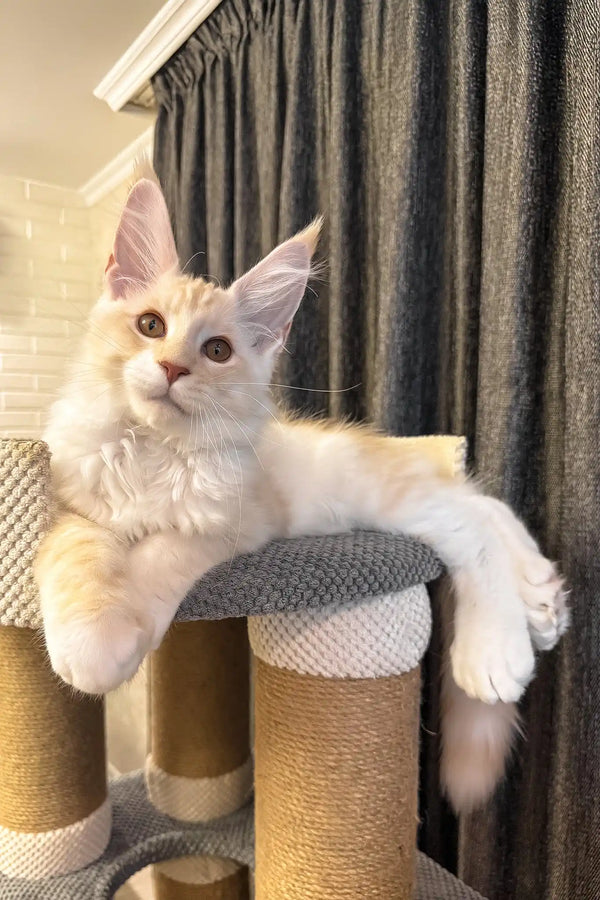 Ramses | polydactyl maine coon