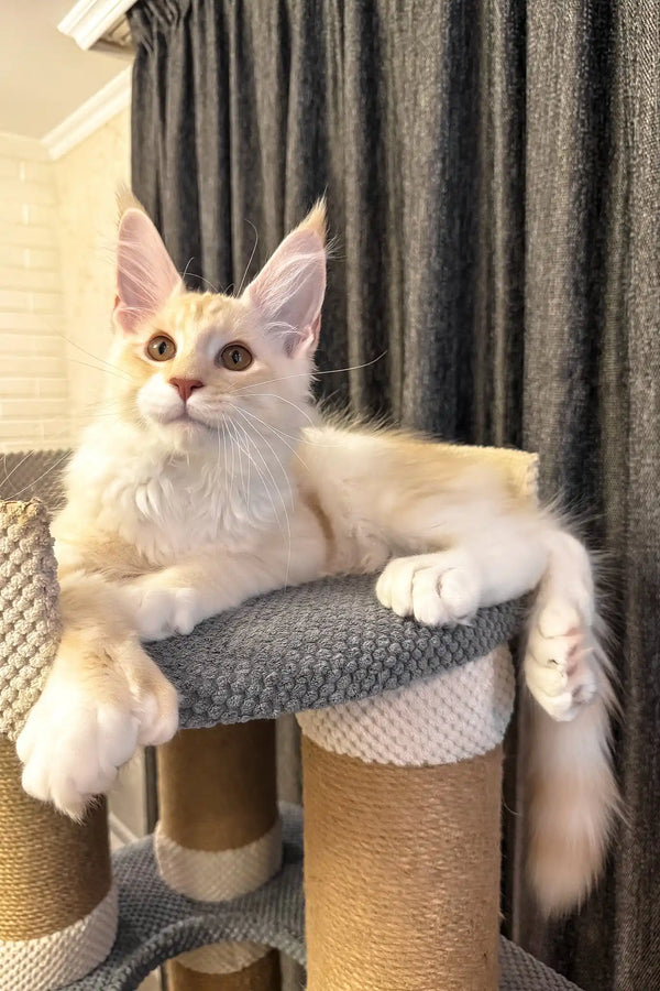 Ramses | polydactyl maine coon