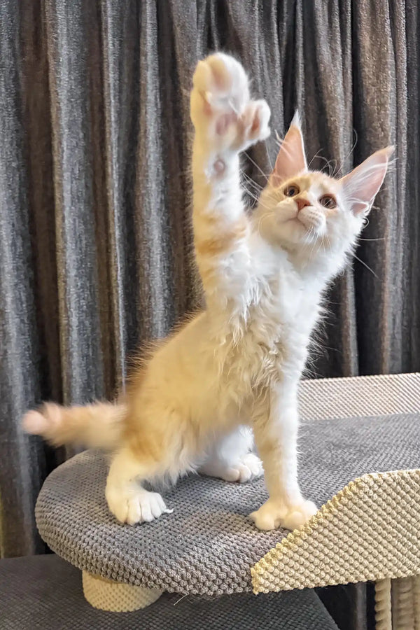 Ramses | polydactyl maine coon