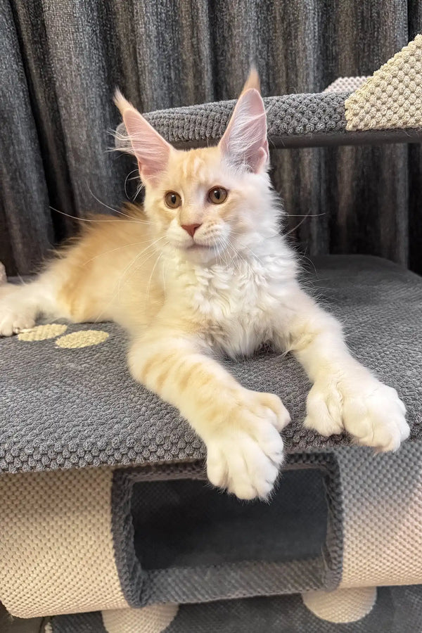 Ramses | polydactyl maine coon