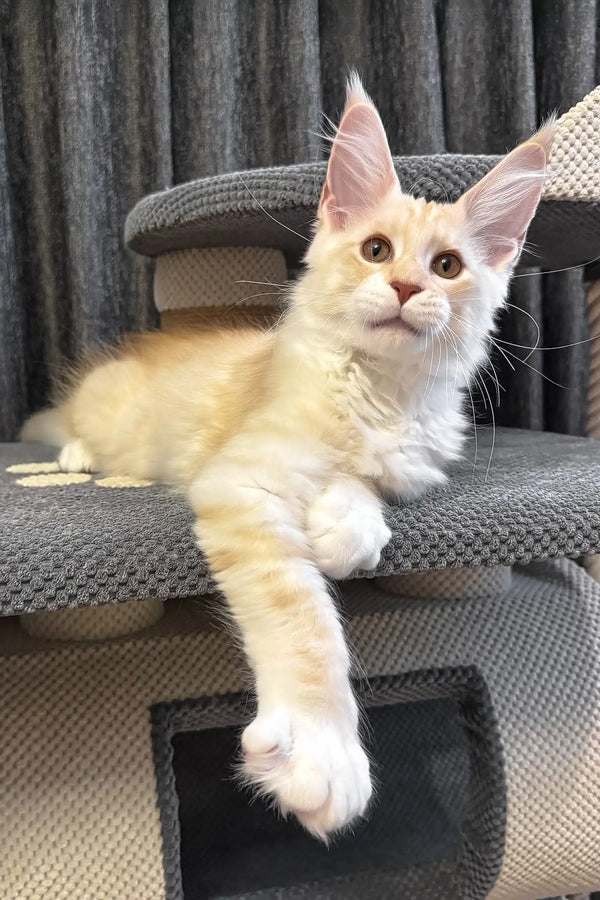 Ramses | polydactyl maine coon