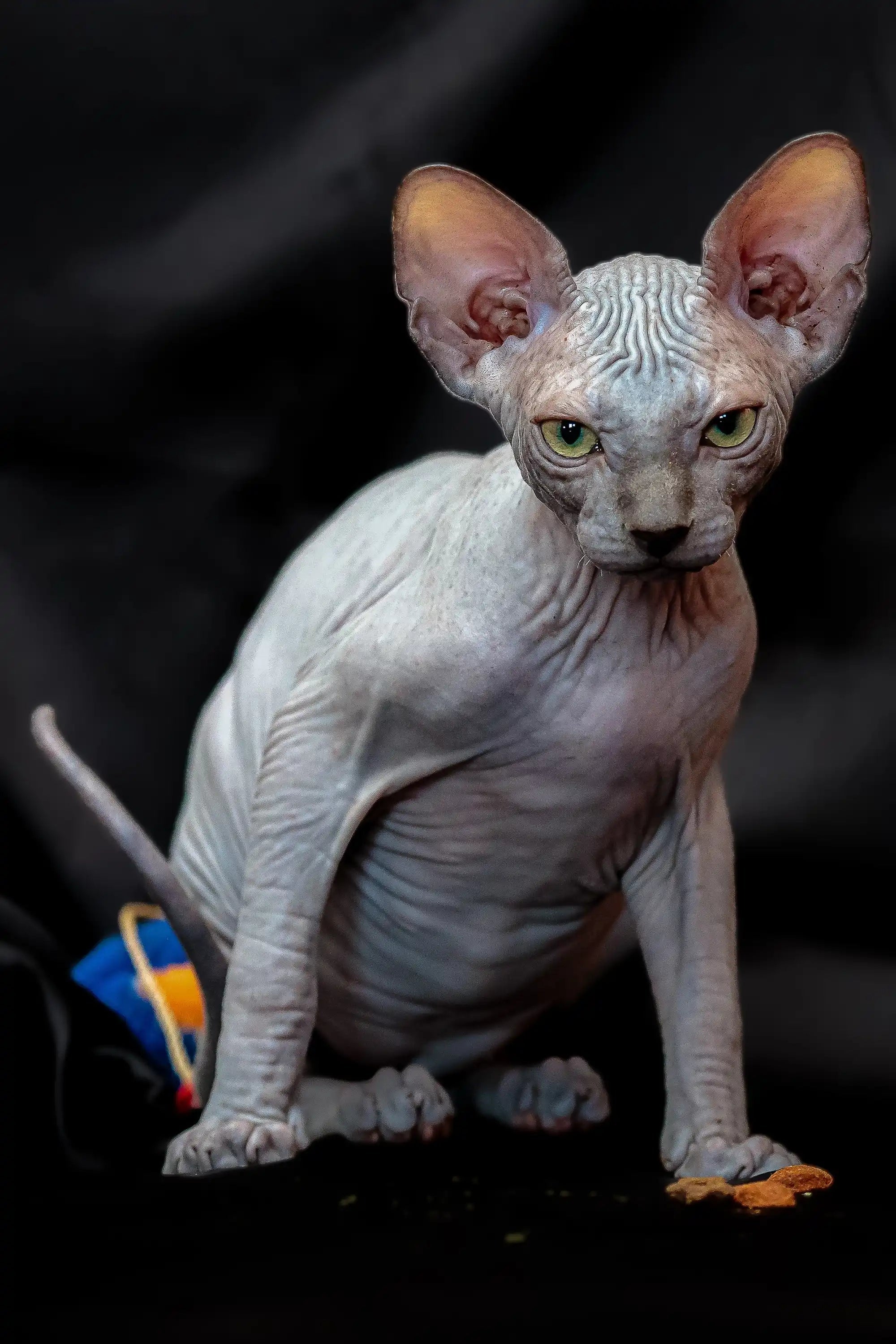 Hairless Sphynx Cats & Kittens for Sale Ramses | Kitten