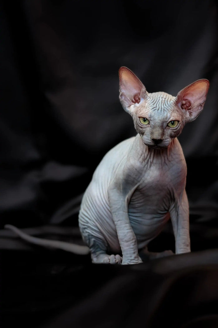 Hairless Sphynx Kittens for Sale Ramses | Kitten