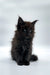 Fluffy black Maine Coon kitten Rania with pointed ears and bright eyes