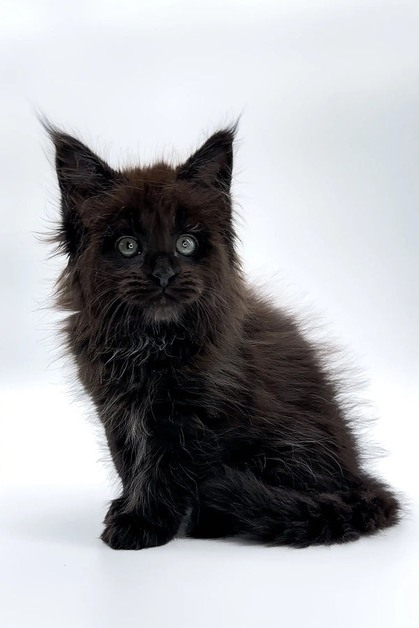 Black fluffy Maine Coon kitten with pointed ears and bright eyes named Rania