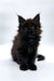 Fluffy black Rania Maine Coon kitten with pointed ears and bright eyes