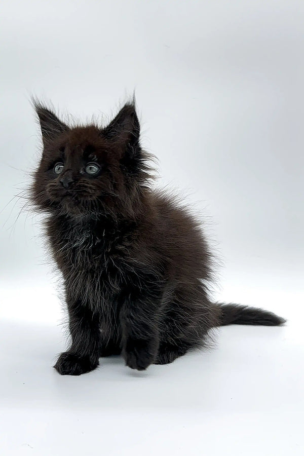 Fluffy black Maine Coon kitten with pointed ears sitting upright, looking adorable