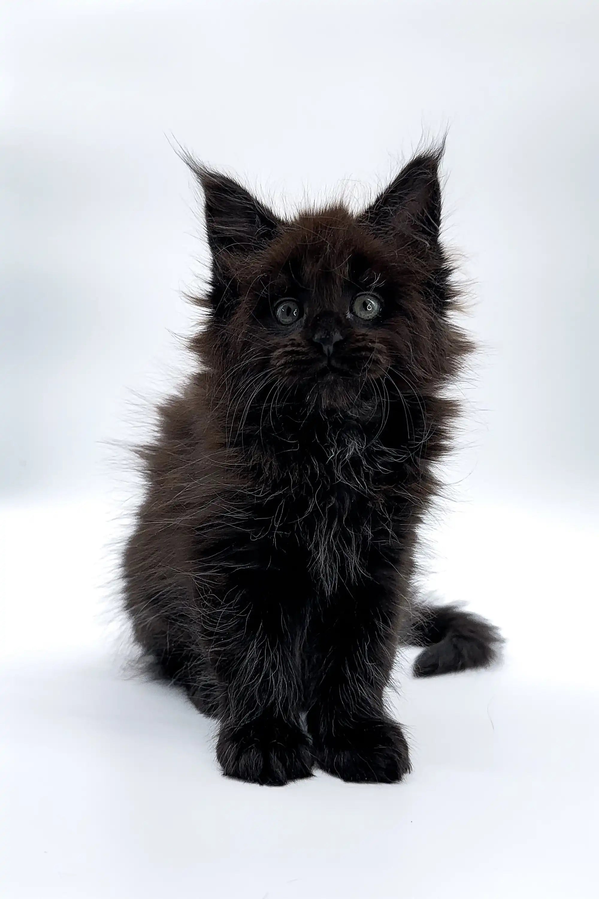 Maine Coon Kittens for Sale Rania | Kitten